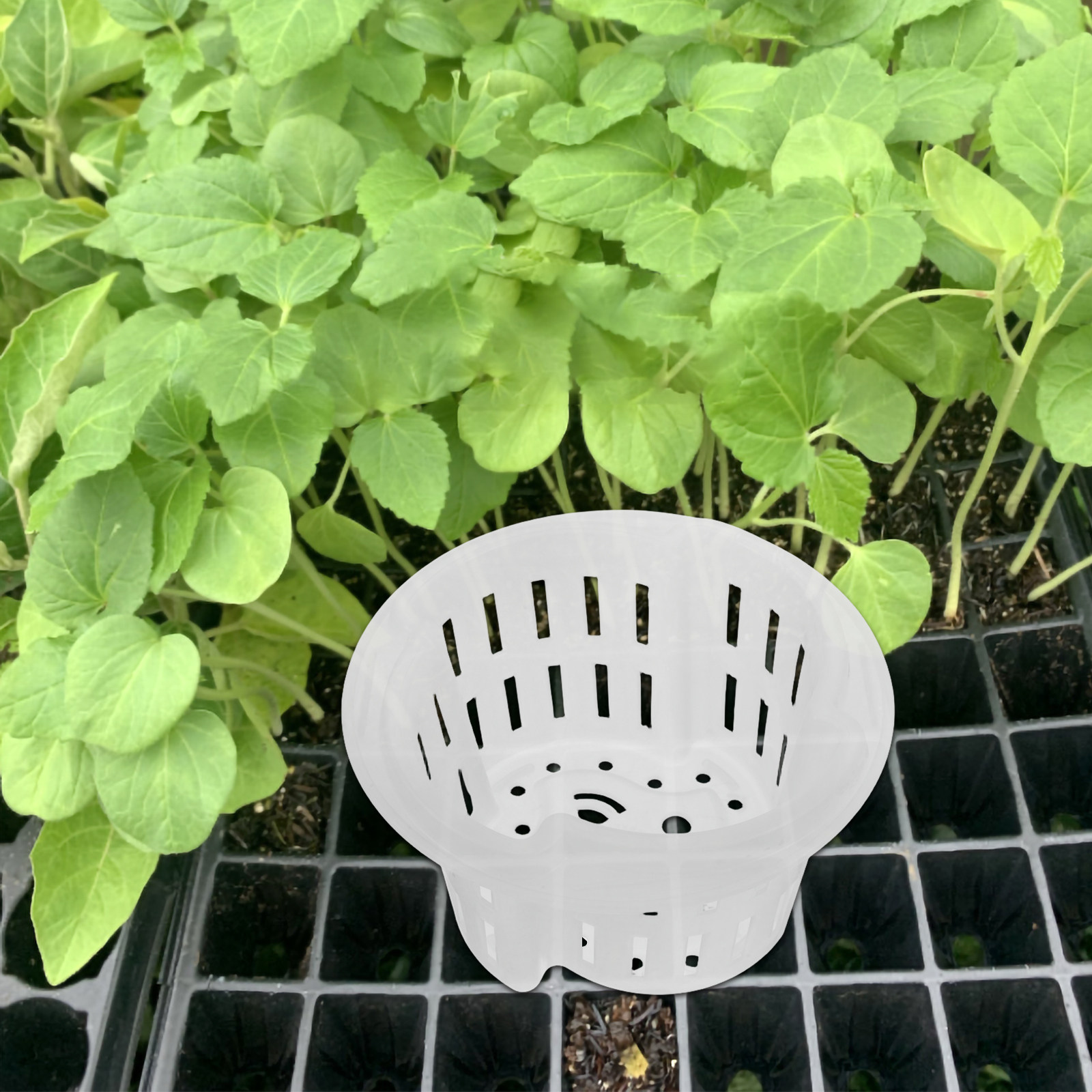 4Pcs Hydroponic Vegetable Cult - огляд і ціна Plant Pot