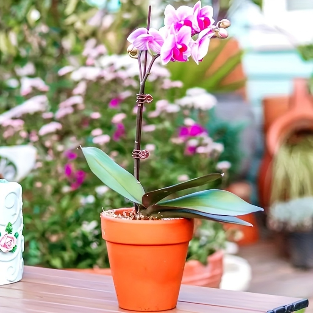 100 Pieces of Orchid and Vine  - огляд і ціна Indoor Herb Garden