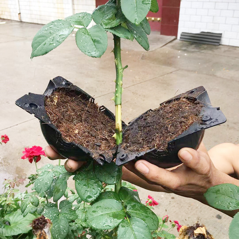 Plant Rooting Ball Propagation - огляд і ціна Seed Starter Tray